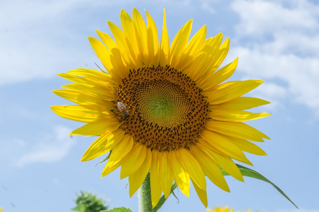 Sunflower