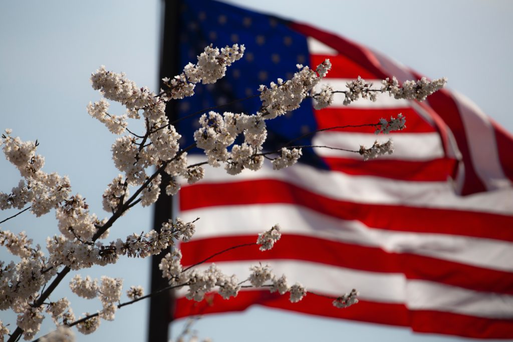 The American Flag flying in the background with a Dogwood tree branch in the foreground